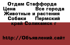 Отдам Стаффорда › Цена ­ 2 000 - Все города Животные и растения » Собаки   . Пермский край,Соликамск г.